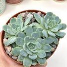 2 Plant Echeveria 'Raspberry Ice' Succulent Plant