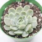 3 Plant Echeveria 'Raspberry Ice' Succulent Plant