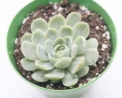 3 Plant Echeveria 'Raspberry Ice' Succulent Plant