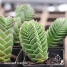 1 Plant Crassula 'Buddha's Temple' Succulent Plant