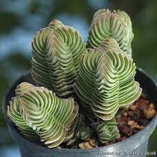 2 Plant Live Crassula 'Buddha's Temple' Succulent Plant