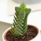 3 Plant Live Crassula 'Buddha's Temple' Succulent Plant