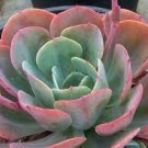 1 Plant Echeveria ‘Blue Sky’ Succulent Plant