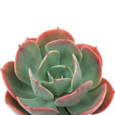 2 Plant Echeveria &acirc;��Blue Sky&acirc;�� Succulent Plant