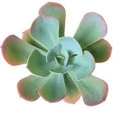 3 Plant Echeveria &acirc;��Blue Sky&acirc;�� Succulent Plant