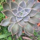 1 Plant Echeveria 'Mensa' Succulent Plant