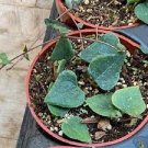 1 Plant Ceropegia woodii String of Hearts "Orange River" Succulent Plant