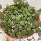 2 Plant Ceropegia woodii String of Hearts "Orange River" Succulent Plant