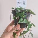 3 Plant Ceropegia woodii String of Hearts "Orange River" Succulent Plant