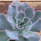 1 Plant Echeveria 'Neon Breakers' Succulent Plant 4Inch