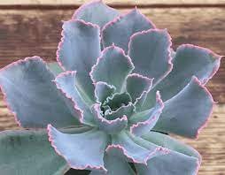 1 Plant Echeveria 'Neon Breakers' Succulent Plant 4Inch