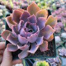 2 Plant Echeveria 'Neon Breakers' Succulent Plant 4Inch
