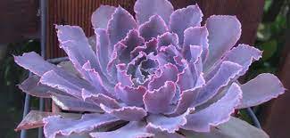 3 Plant Echeveria 'Neon Breakers' Succulent Plant 4Inch