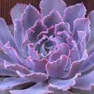 3 Plant Echeveria 'Neon Breakers' Succulent Plant 4Inch