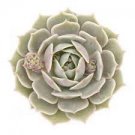 1 Plant Echeveria 'Lola' Succulent Plant