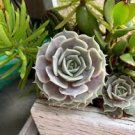 2 Plant Echeveria 'Lola' Succulent Plant