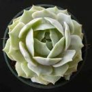 3 Plant Echeveria 'Lola' Succulent Plant
