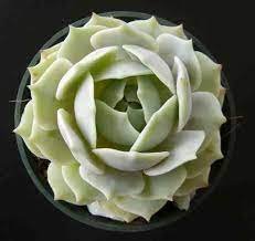 3 Plant Echeveria 'Lola' Succulent Plant