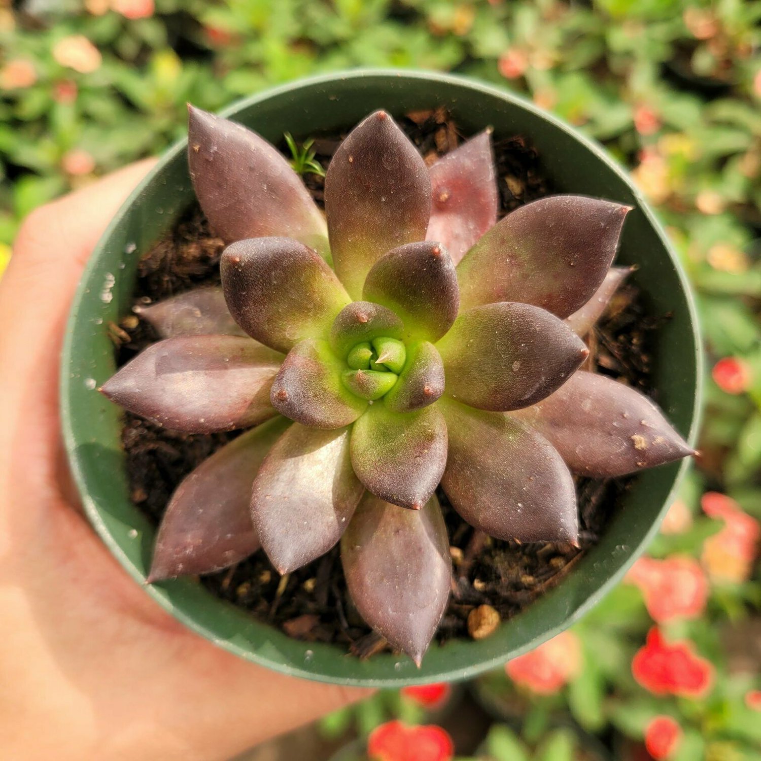 2 Plant Echeveria 'Black Prince' Succulent Plant