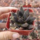 3 Plant Echeveria 'Black Prince' Succulent Plant