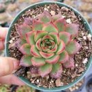 1 Plant Echeveria Puli-lindsayana Succulent Plant