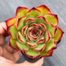 2 Plant Echeveria Puli-lindsayana Succulent Plant