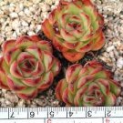 3 Plant Echeveria Puli-lindsayana Succulent Plant