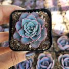 1 Plant Echeveria 'Atlantis' Succulent Plant