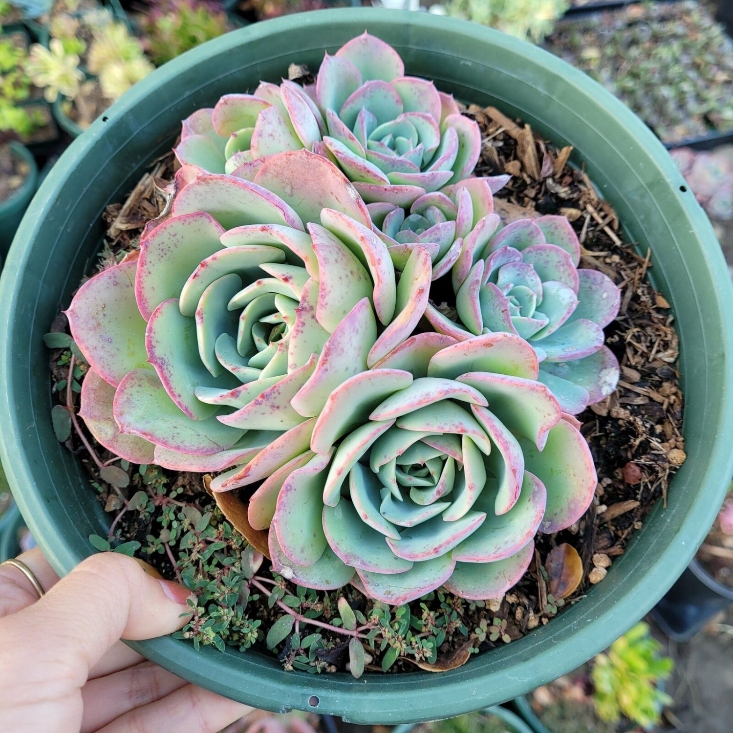 2 Plant Echeveria 'Atlantis' Succulent Plant