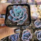 3 Plant Echeveria 'Atlantis' Succulent Plant