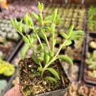 1 Plant String of Bananas Senecio radicans Succulent Plant