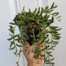 2 Plant String of Bananas Senecio radicans Succulent Plant
