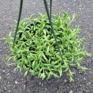 3 Plant String of Bananas Senecio radicans Succulent Plant