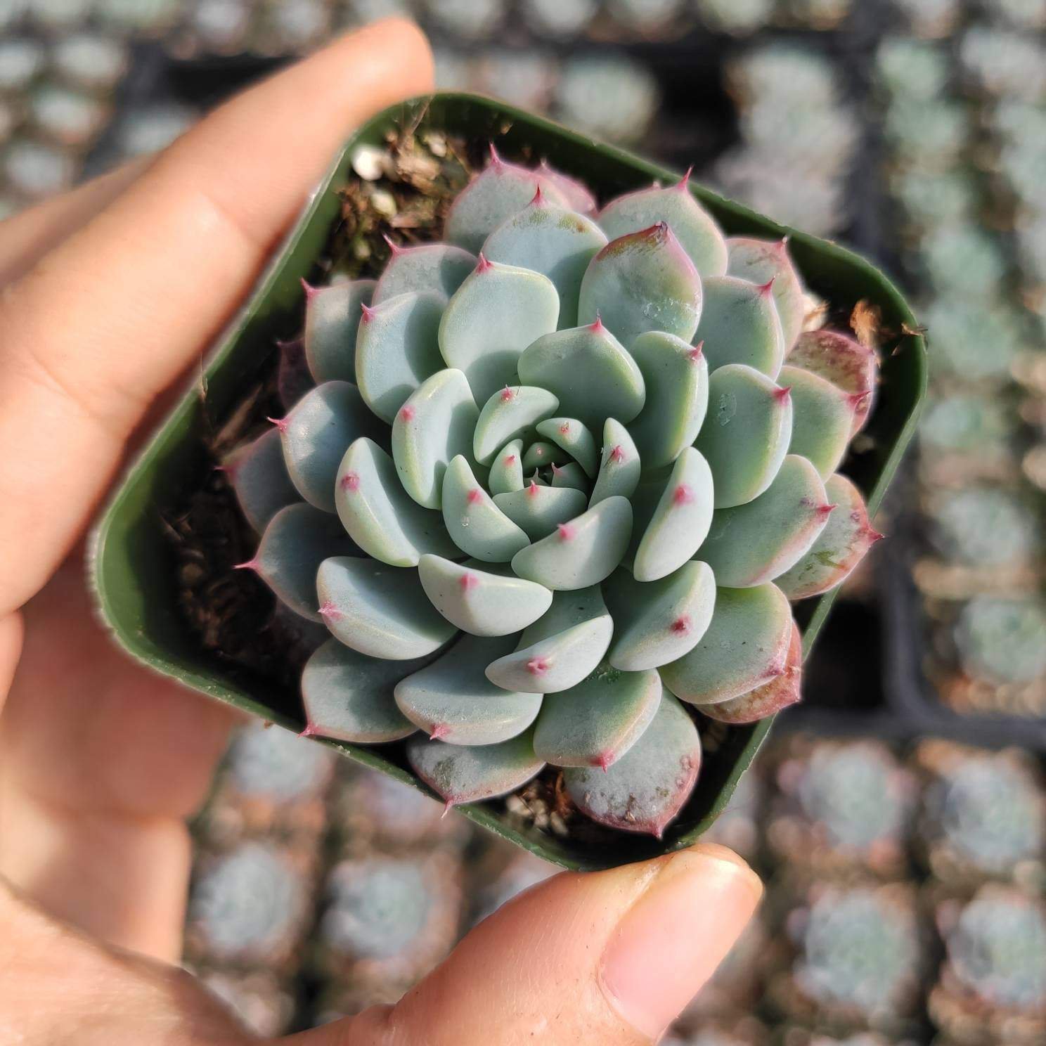 1 Plant Echeveria White Minima Succulent Plant