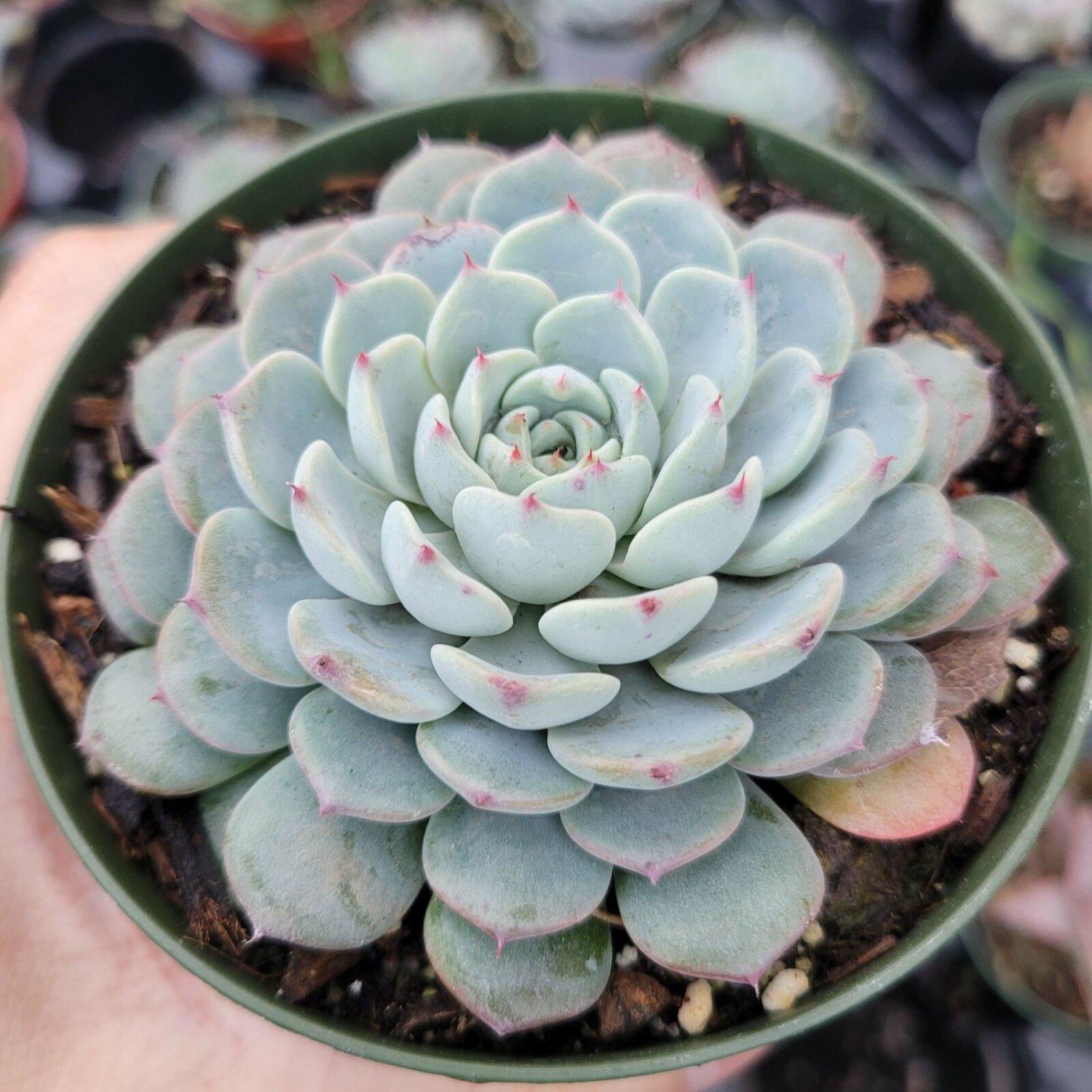 2 Plant Echeveria White Minima Succulent Plant