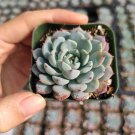 3 Plant Echeveria White Minima Succulent Plant