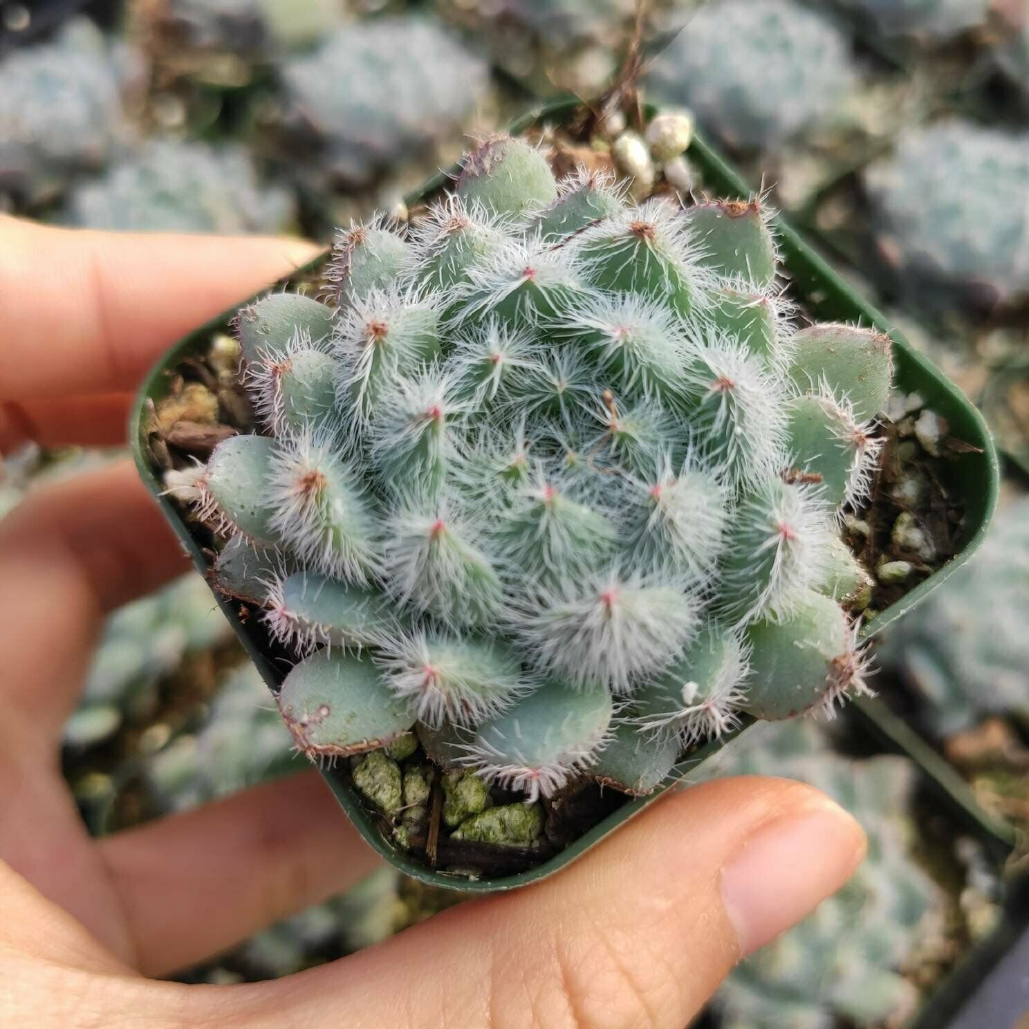 1 Plant Echeveria setosa 'Mexican Firecracker' Succulent Plant