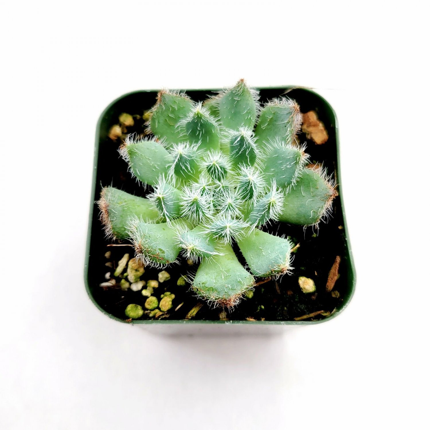 2 Plant Echeveria setosa 'Mexican Firecracker' Succulent Plant