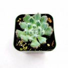2 Plant Echeveria setosa 'Mexican Firecracker' Succulent Plant