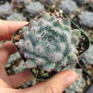 3 Plant Echeveria setosa 'Mexican Firecracker' Succulent Plant