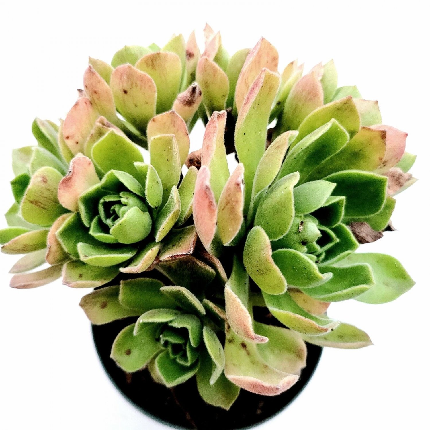 1 Plant Aeonium 'Ballerina' Succulent Plant