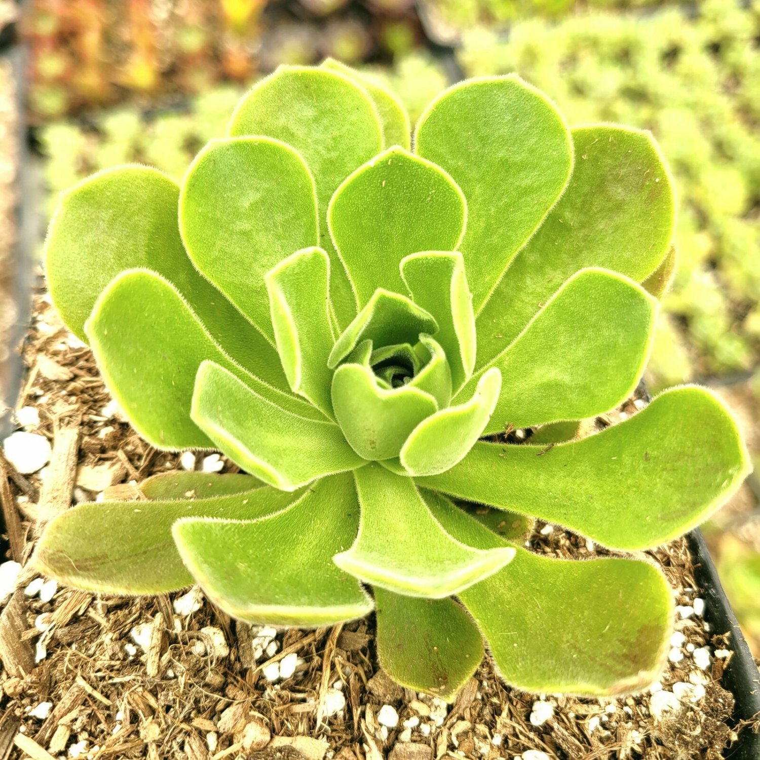 2 Plant Aeonium 'Ballerina' Succulent Plant