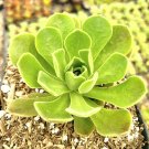 2 Plant Aeonium 'Ballerina' Succulent Plant