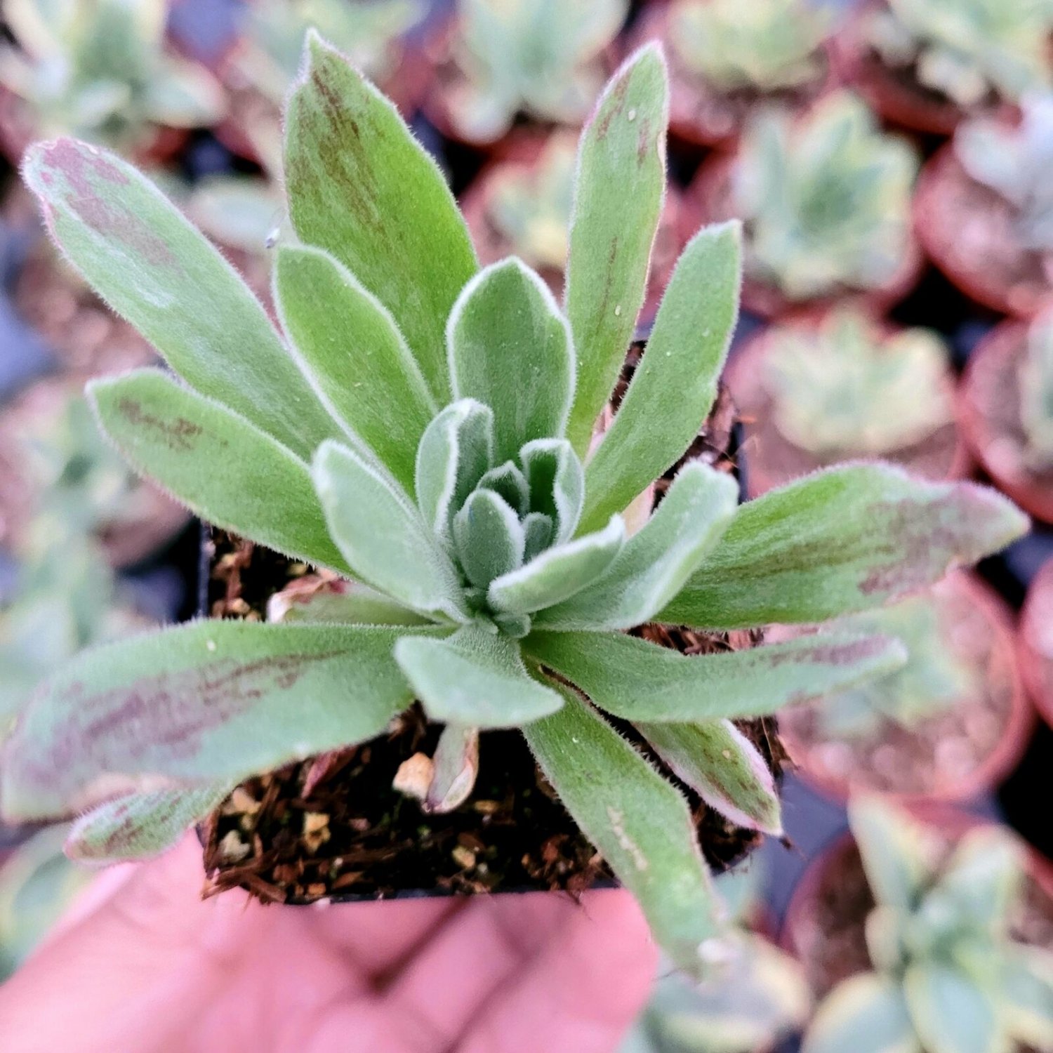 3 Plant Aeonium 'Ballerina' Succulent Plant