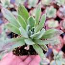 3 Plant Aeonium 'Ballerina' Succulent Plant