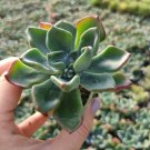 1 Plant Echeveria 'Goochie' Succulent Plant