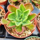 2 Plant Echeveria 'Goochie' Succulent Plant