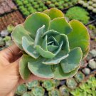 1 Plant Echeveria Caribbean Succulent Plant