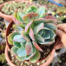 2 Plant Echeveria Caribbean Succulent Plant