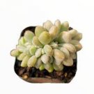 1 Plant Cremeria Expatriata Crest Succulent Plant